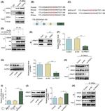 BRD4 Antibody in Immunoprecipitation (IP)