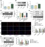 Vimentin Antibody in Western Blot (WB)
