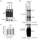 XPF Antibody in Western Blot (WB)