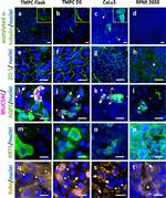 MUC5AC Antibody in Immunohistochemistry (PFA fixed) (IHC (PFA))