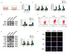 CD68 Antibody in Flow Cytometry (Flow)