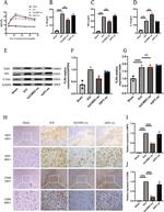 CD68 Antibody in Immunohistochemistry (Paraffin) (IHC (P))