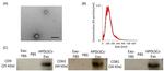 CD81 Antibody in Western Blot (WB)