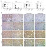 Cyclin D2 Antibody in Immunohistochemistry (Paraffin) (IHC (P))