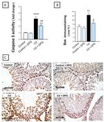 Bax Antibody in Immunohistochemistry (IHC)