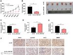 Cyclin D1 Antibody in Immunohistochemistry (IHC)