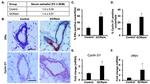 Cyclin D1 Antibody in Immunohistochemistry (Paraffin) (IHC (P))