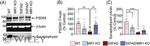 Synaptophysin Antibody in Western Blot (WB)