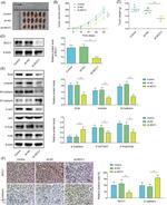 SNAIL Antibody in Western Blot (WB)