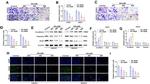 SNAIL Antibody in Western Blot (WB)