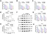 GLUT1 Antibody in Western Blot (WB)