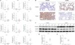 p35 Antibody in Immunohistochemistry (Paraffin) (IHC (P))
