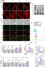 FIS1 Antibody in Western Blot (WB)