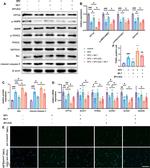 FOXO1 Antibody in Western Blot (WB)