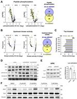 Annexin A2 Antibody in Western Blot (WB)