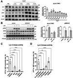 Lyn Antibody in Western Blot (WB)