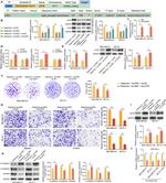EGR1 Antibody in ChIP Assay (ChIP)