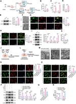 EGR1 Antibody in Western Blot (WB)