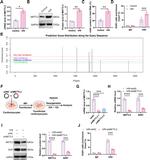 EGR1 Antibody in Western Blot (WB)