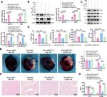 EGR1 Antibody in Western Blot (WB)