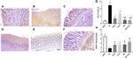 TGF beta-1 Antibody in Immunohistochemistry (Paraffin) (IHC (P))