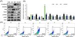TWIST1 Antibody in Western Blot, Flow Cytometry (WB, Flow)