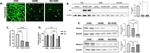 GFP Antibody in Western Blot (WB)