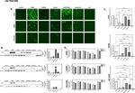 GFP Antibody in Western Blot (WB)