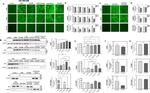 GFP Antibody in Western Blot (WB)