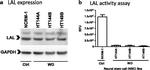 LIPA Antibody in Western Blot (WB)