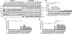 RAB10 Antibody in Western Blot (WB)