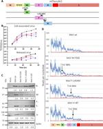 beta Actin Antibody in Western Blot (WB)