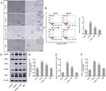 ASK1 Antibody in Western Blot (WB)