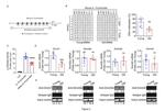 DNMT1 Antibody in ChIP Assay (ChIP)