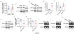 ATOH1 Antibody in Western Blot (WB)