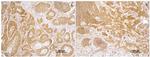 Tensin 4 Antibody in Immunohistochemistry (Paraffin) (IHC (P))