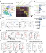 CD8 alpha Antibody in Flow Cytometry (Flow)
