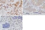 INCENP Antibody in Immunohistochemistry (IHC)