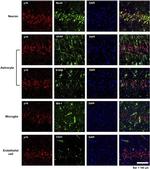 NeuN Antibody in Immunohistochemistry (Frozen) (IHC (F))