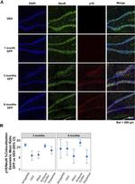 p16INK4a Antibody in Immunohistochemistry (Frozen) (IHC (F))