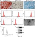 CD44 Antibody in Flow Cytometry (Flow)