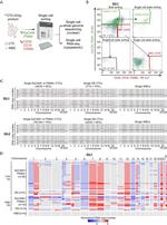 PSMA Antibody in Flow Cytometry (Flow)