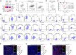 Nestin Antibody in Flow Cytometry (Flow)