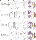 IFNAR1 Antibody in Immunohistochemistry (Paraffin), Inhibition Assays (IHC (P), Inhibition)