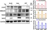 LDLR Antibody in Western Blot (WB)