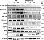 LDLR Antibody in Western Blot (WB)
