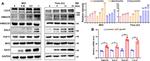 LDLR Antibody in Western Blot (WB)
