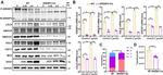 LDLR Antibody in Western Blot (WB)