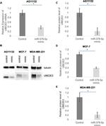 UBE2E3 Antibody in Western Blot (WB)