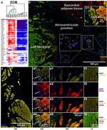 ANP Antibody in Immunohistochemistry (IHC)
